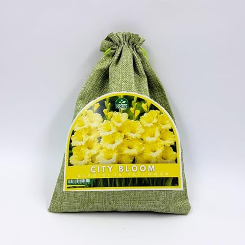 Nojus - City Bloom - Gladiolus Yellow 30 – Gladiolenknollen Mix, gelbe Gladiolen, leuchtende Sommerblumen für Beet, Garten, Rabatten und als Schnittblumen, 30 STK
