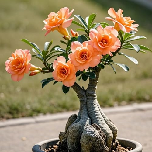 Wüstenrose/Sukkulente MehrjäHrige/Farbenfrohe Wüstenrosen In GroßPackungen/Fachgerecht Gepflanzt/Dauerhafte Blüte/Wüchsig ＆ Pflegeleicht-1 Wurzeln-C
