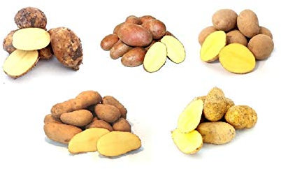 Frische Kartoffeln Kartoffelmix Probierpaket verschiedene Kartoffelsorten mehlig, vorwiegend festkochend, festkochend 5 KG