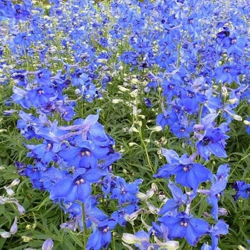 6x Rittersporn 'Völkerfrieden' - Delphinium Belladonna ‘Völkerfrieden’ - Topf 9x9cm