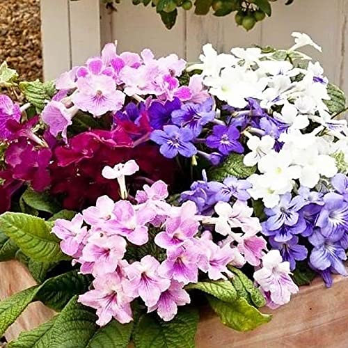 Cape Primrose Streptocarpus Dragon Mixed Flower Seeds - 20 Seeds
