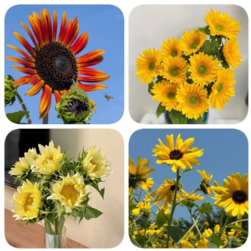 150 pz Semi di girasole Le piante perenni sono piante perenni resistenti Semi di girasole semi di fiori girasole semi di prato fiorito perenne resistente girasoli semi di fiori di
