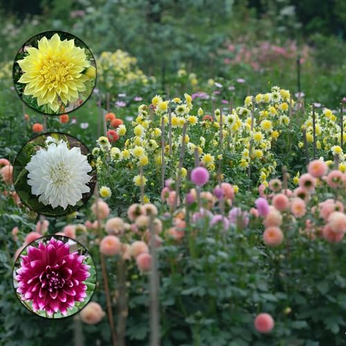 450 pcs dahlien samen winterhart - balkonblumen gartenpflanzen dahlie dahlia, spezielle samen fensterbank deko innen sommerblumen samen kübelpflanzen zimmerbonsai bonsai bienen wiese