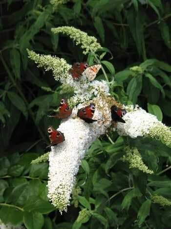 Schmetterlingsstrauch Buddleja White Bouquet 60 cm im 3 Liter Pflanzcontaier