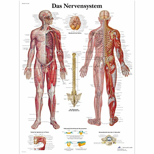 3B Scientific Lehrtafel laminiert - Das Nervensystem