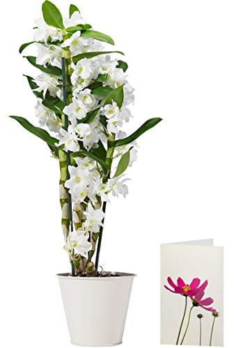 Morrisons The Best Indoor Dendrobium Orchid