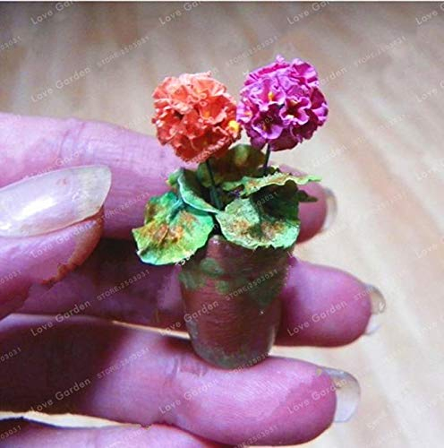 Sumpf frisch 100 Stück Geranie Blumensamen zum Pflanzen Orange lila