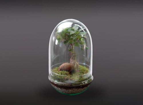 TERRARIO Planta Natural Micro Habitat Cristal Ginseng Jungle 30X17 CM NANOGARDEN Jardin EN Miniatura ECOSISTEMA Jardin EN Miniatura ECOSISTEMA
