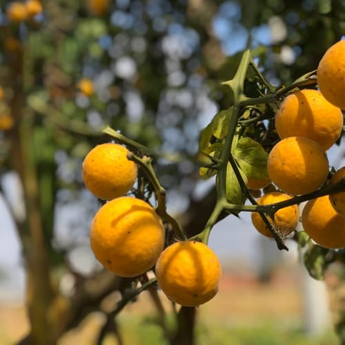 15 pcs bitterorange pflanze samen, winterharte kübelpflanzen, bonsai baum echt bitterorange baum - Poncirus trifoliata - extrem winterharte kübelpflanzen, seeds exotische früchte,