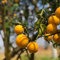 15 pcs bitterorange pflanze samen, winterharte kübelpflanzen, bonsai baum echt bitterorange baum - Poncirus trifoliata - extrem winterharte kübelpflanzen, seeds exotische früchte,