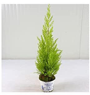 Cupressus ''GoldCrest Wilma'' Vaso 13cm