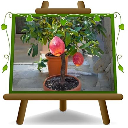 EURO PLANTS VIVAI Agrumi Limone Rosso Citrus Limonimedica Pigmentata Pianta da Frutto su Vaso da 22 *Altezza 60~80 cm