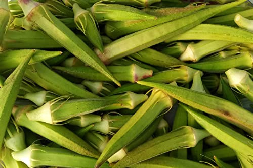 50 Okra (Okra) Clemson Spineless Samen - dornlose Pflanze - einfach anzubauen und zu ernten - ein Klassiker mit grünen Früchten - 12/14 cm lang - ertragreich - vermehrungsfähige Samen.