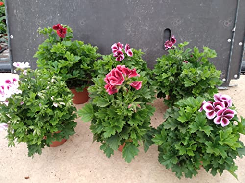 Geraneo Pack 6 Plantas Naturales (PELARGONIUM GRANDIFLORUM) maceta de 13 cm