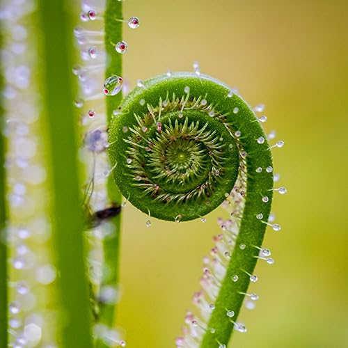 200 pcs sonnentau fleischfressende pflanze samen - dekoration wohnzimmer zimmerpflanzen wenig lichtbedarf,Drosera capensis, wildkräuter samen winterharte kübelpflanzen herbs saat