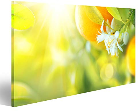 islandburner Bild auf Leinwand Blühender Orangen Oder Zitronenbaum Zitronen Oder Orangen Wachsen Im Sonnigen Ob Bilder Wandbilder Poster