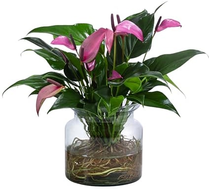 Dehner Waterplant Flamingoblume, Anthurium Zizou, Wasserpflanze im Glas, Ø 16 cm, Höhe 35 cm, Zimmerpflanze, lila