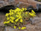100 semi - Acre Sedum-