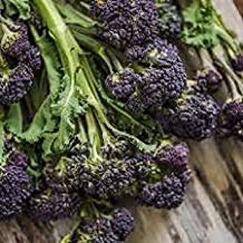 Winter Vegetable Plants, Sprouting Broccoli 'Cardinal', 6 x Plug Plant Pack, Broccoli Plants, Fresh Veg, Grow Your Own, Vegetables, Garden Ready and Ready to Plant, Premium Quality Broccoli