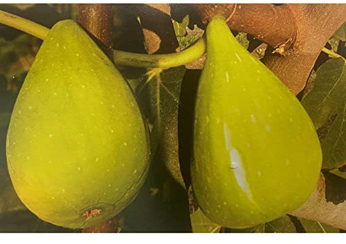 Pianta vera di Fico Melanzana Bianca - Diametro Vaso Ø 20 cm