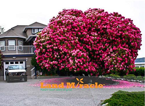 Rosa Kirschbaum Seeds 20 PC/Satz Hausgarten japanischen Sakura-Kirschblüten : Seeds Only