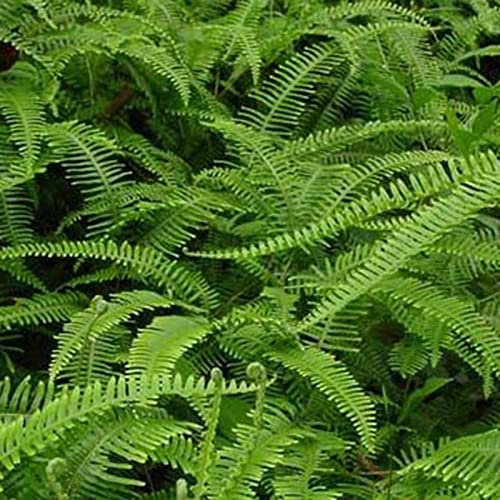 Saterkali Semillas de helecho de Maidenhair, 100 Unids/bolsa Semillas de helecho de Maidenhair Semillas de helecho de riego medio verde vibrante sin OGM para jardín Semillas de helecho culantrillo