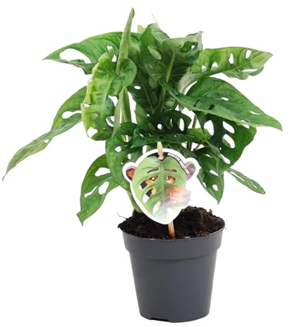 Trendyplants - Monstera Obliqua 'Monkey Leaf' - Plante à trous - Plante d'intérieur - Hauteur 15-35 cm - Taille du pot Ø12cm