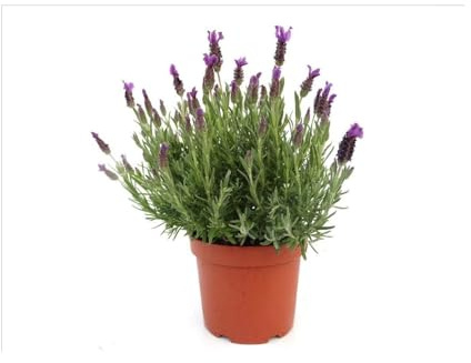 Lavanda Pack 3 Plantas - Planta Aromática - Planta Natural - Planta Viva - Maceta 17 cm ø (Lavandula dentata) 15