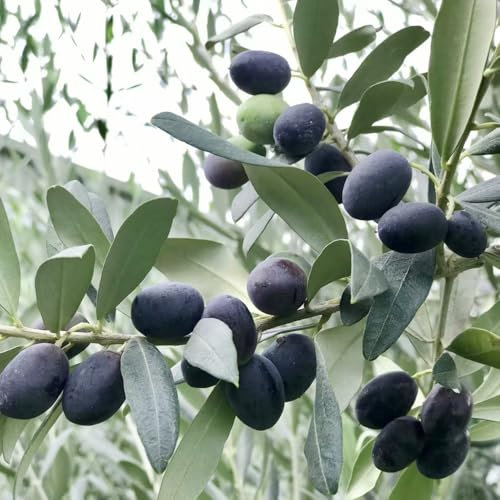 semi di ulivo - piante da semi esotici piante resistenti da balcone giardino erbe aromatiche, giardino sul balcone roccioso resistenti di ulivo, erbacee rialzato per balconi in 5pcs