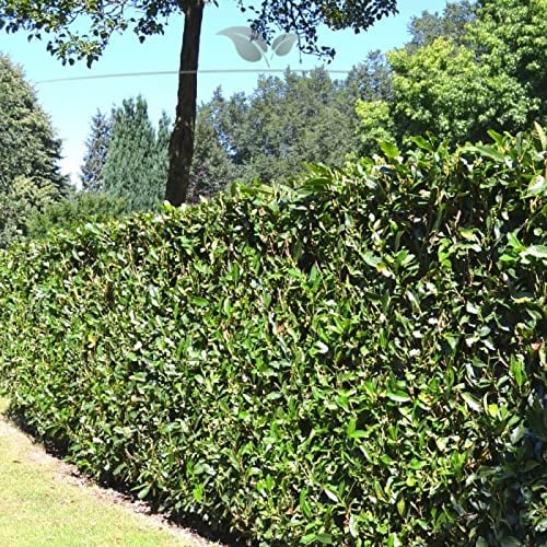 Gardline - Prunus Lorbeerkirsche Herbergii 80-100 cm IM TOPF. 3-200 Pflanzen. Lorbeerhecke - 97 St. (ca. 32,5 Meter)