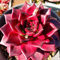 Nuovo ECHEVERIA AGAVOIDES Semi Romeo Rubin Pianta grassa