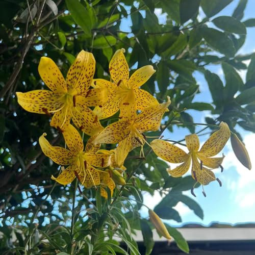 8 piezas Comprar bulbos de lirio - Lilium brownii - Plantas resistentes en macetas, regalos sostenibles para mujeres lirios gigantes lirios arbóreos tubérculos resistentes pasto de