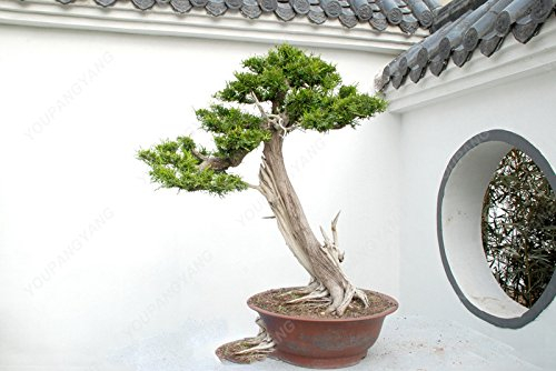 50 PC/bag Pinienkernen Bonsai-Baum-Samen Hausgarten Gehölze Pinie ausdauernde Pflanze freies Verschiffen