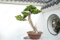 50 PC/bag Pinienkernen Bonsai-Baum-Samen Hausgarten Gehölze Pinie ausdauernde Pflanze freies Verschiffen
