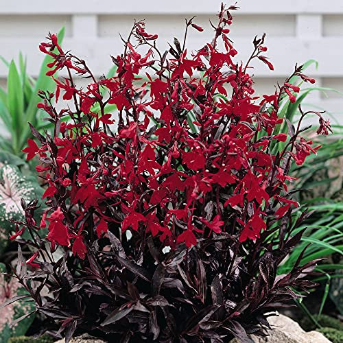 Lobelia Queen Victoria Plants Garden Hardy Perennial Easy to Grow Your Own Flowering Garden Plants 24x Plug Plants by Thompson and Morgan (24)