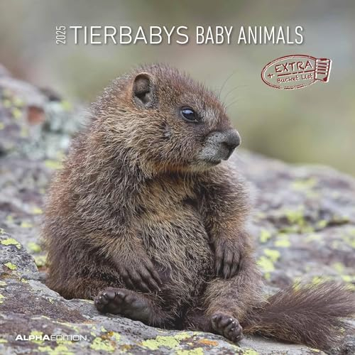 Alpha Edition - Tierbabys 2025 Broschürenkalender, 30x30cm, Wandkalender mit Platz für Notizen und Termine, Motive von süßen Tierbabys, Monatsübersicht und Ferientermine DE/AT/CH