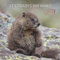 Alpha Edition - Tierbabys 2025 Broschürenkalender, 30x30cm, Wandkalender mit Platz für Notizen und Termine, Motive von süßen Tierbabys, Monatsübersicht und Ferientermine DE/AT/CH