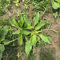 pianta di piantaggine lanceolata acquistare semi, pianta da balcone piante d'appartamento che purificano l'aria balcone del giardino erbe aromatiche semi di piante da 250pcs