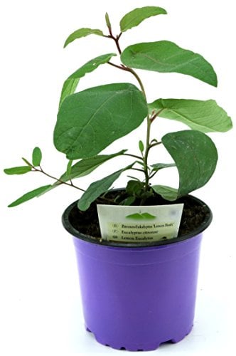 Zitroneneukalyptus, Eucalyptus citridora, Zitronen Eukalyptus Pflanze, Duftpflanze