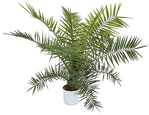 Palma Canaria Natural Árbol de Exterior Ideal para el Jardín