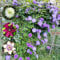 7 pcs clematis winterhart mehrjährig zwiebeln - kräutergarten balkonpflanzen winterhart Clematis florida, plants winterharte pflanzen für garten winterlinge zwiebeln winterhart mehrjährig