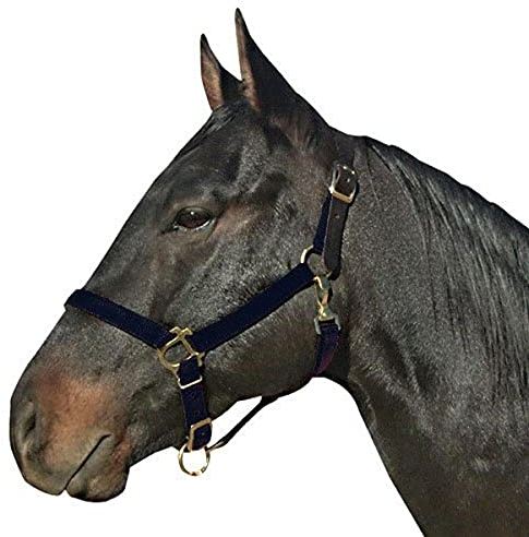 Intrepid International Breakaway Leather Crown Nylon Safety Halter, Black