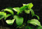Pianta Acquario Live Anubias Barteri var. Barteri