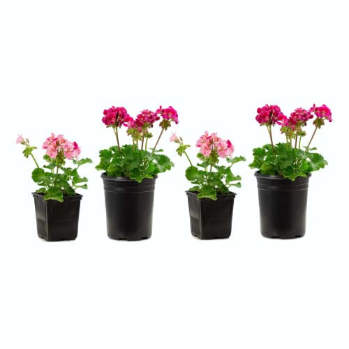 Plantas para Jardín: 4xGeranio con Flores Colores