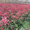 800 pz pettirosso rosso photinia piante da siepe sempreverdi resistenti a crescita rapida semi di nespolo rosso (piante da siepe) piante da siepe resistenti giardino di alberi resistente