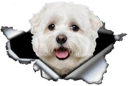 Autoaufkleber Hund Personalisiert 18Cm(7.08 Inch) Süße Malteser Auto Aufkleber Haustier Hund Auto Dekoration Zerrissene Metall Aufkleber Reflektierende Aufkleber Wasserdicht Auto Styling C763Sh