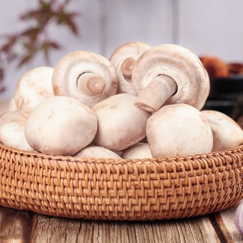 button mushroom pilzzucht exotische wintergemüse winterharte garten, bio wintergemüse kaufen 100samen