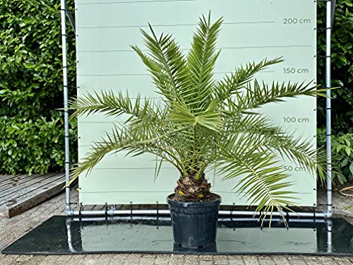 Tropictrees Phönix Canariensis, palmier dattier des Canaries, 180 cm