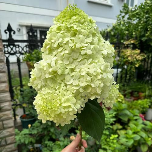 30 Pc Semillas De Hortensia Panoja - Flores Silvestres Flores Del Balcón, Decoración De Otoño Hortensias De Panícula, Hydrangea Paniculata, Decoración De Otoño, Plantas Exóticas Resistentes