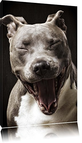 Pixxprint Lachender Pitbull, Größe: 80x60cm, Leinwandbild, fertig gespannt, Wandbild, Dekoration, Kunstdruck, kein Poster